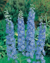 Image result for Delphinium