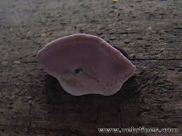 Attēlu rezultāti vaicājumam “Fomitopsis rosea”