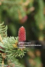 Attēlu rezultāti vaicājumam “Picea abies male flower”