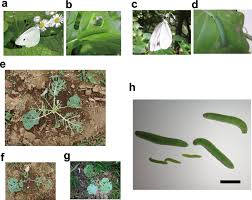 Attēlu rezultāti vaicājumam “Pieris rapae larva”
