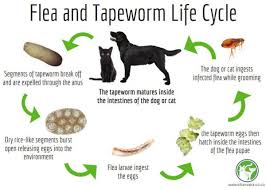 Image result for cestoda excrement dog