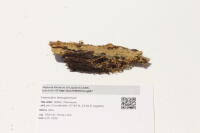 Attēlu rezultāti vaicājumam “Asterodon ferruginosus”