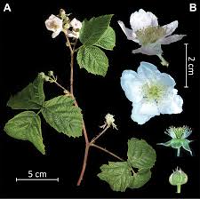 Attēlu rezultāti vaicājumam “Rubus plicatus flower”