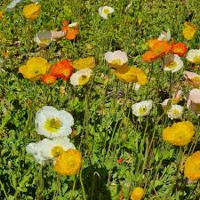 Image result for Papaver nudicaule