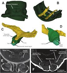 Attēlu rezultāti vaicājumam “Strongylosoma pallipes”
