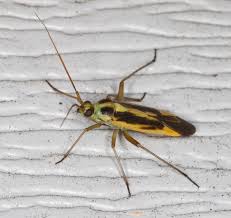 Attēlu rezultāti vaicājumam “Stenotus binotatus”