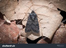 Attēlu rezultāti vaicājumam “Euxoa nigricans”