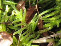 Attēlu rezultāti vaicājumam “Pseudoscleropodium purum”