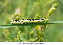 Attēlu rezultāti vaicājumam “Calophasia lunula”