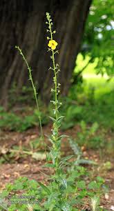 Attēlu rezultāti vaicājumam “Verbascum blattaria”