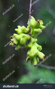 Attēlu rezultāti vaicājumam “Exobasidium vaccinii”