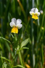 Attēlu rezultāti vaicājumam “Viola arvensis”