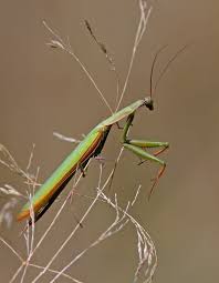 Attēlu rezultāti vaicājumam “Mantis religiosa”