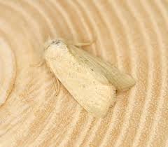 Attēlu rezultāti vaicājumam “Chortodes fluxa”