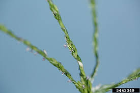 Attēlu rezultāti vaicājumam “Digitaria ischaemum”