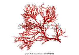 Attēlu rezultāti vaicājumam “Rhodophyta”