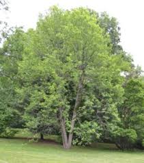 Attēlu rezultāti vaicājumam “Magnolia acuminata”