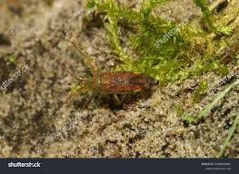 Attēlu rezultāti vaicājumam “Pantilius tunicatus”