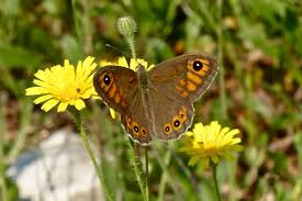 Attēlu rezultāti vaicājumam “Lasiommata maera upperside”