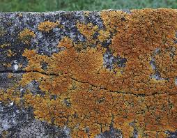 Attēlu rezultāti vaicājumam “Caloplaca scopularis”