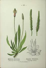Attēlu rezultāti vaicājumam “Plantago lanceolata fruit”