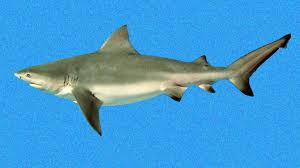 Image result for Paragaleus pectoralis