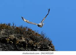Attēlu rezultāti vaicājumam “Buteo lagopus adult”