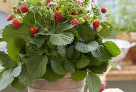 Attēlu rezultāti vaicājumam “Fragaria x ananassa”