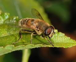 Attēlu rezultāti vaicājumam “Eristalis sp.”
