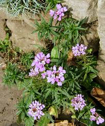 Image result for Iberis umbellata