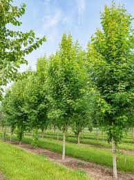 Attēlu rezultāti vaicājumam “Acer saccharinum”