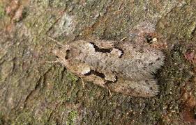 Attēlu rezultāti vaicājumam “Semioscopis avellanella”