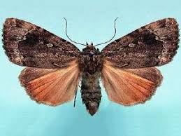 Attēlu rezultāti vaicājumam “Amphipyra”