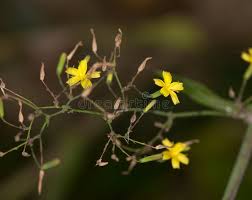 Attēlu rezultāti vaicājumam “Mycelis muralis flower”