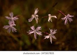 Attēlu rezultāti vaicājumam “Dianthus arenarius”