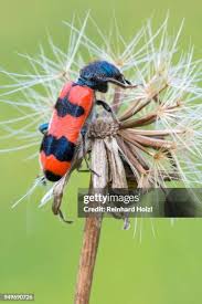 Attēlu rezultāti vaicājumam “Trichodes apiarius”