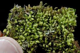 Attēlu rezultāti vaicājumam “Saelania glaucescens”