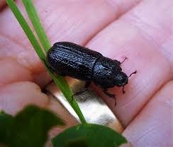 Attēlu rezultāti vaicājumam “Sinodendron cylindricum female”