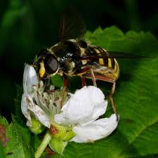 Attēlu rezultāti vaicājumam “Sericomyia silentis”