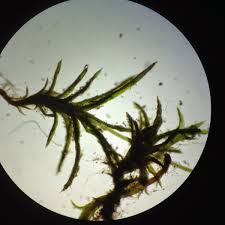 Attēlu rezultāti vaicājumam “Weissia brachycarpa”