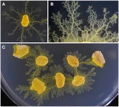 Attēlu rezultāti vaicājumam “Physarum penetrale spores”