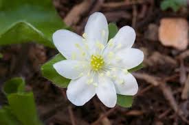 Attēlu rezultāti vaicājumam “Hepatica nobilis fruit”