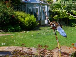 Attēlu rezultāti vaicājumam “Libellula depressa male”