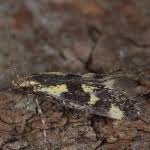 Attēlu rezultāti vaicājumam “Denisia similella”