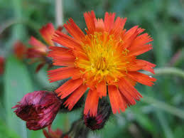 Image result for Hieracium aurantiacum