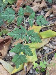 Attēlu rezultāti vaicājumam “Torilis japonica fruit”