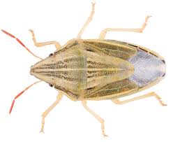 Attēlu rezultāti vaicājumam “Aelia acuminata”