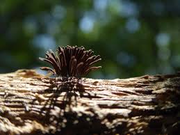 Attēlu rezultāti vaicājumam “Stemonaria irregularis”