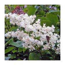 Attēlu rezultāti vaicājumam “Syringa reticulata subsp. amurensis”