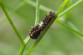 Attēlu rezultāti vaicājumam “Papilio machaon larva”